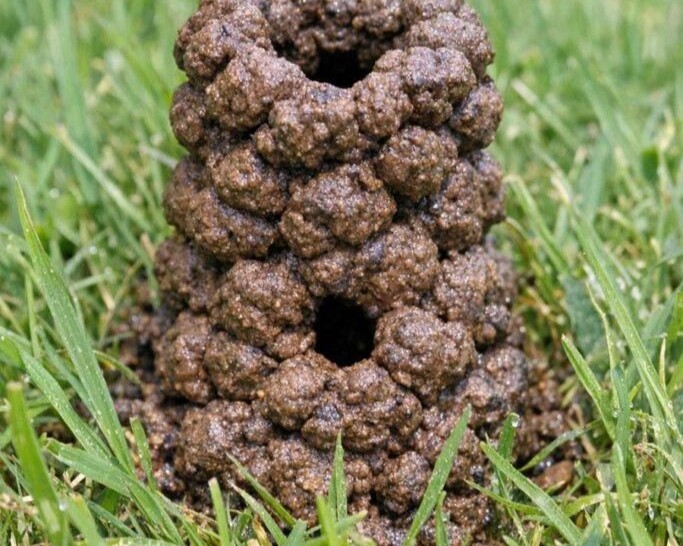 What Is This Strange Mud Tower in the Lawn? The Surprising Creature Behind It