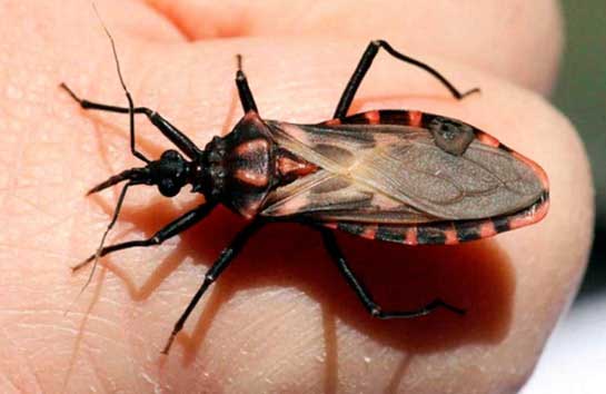 What to Do If You Think You Were Bitten by an Assassin Bug