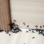 Say Goodbye to Pests With This Easy Natural Home Trick