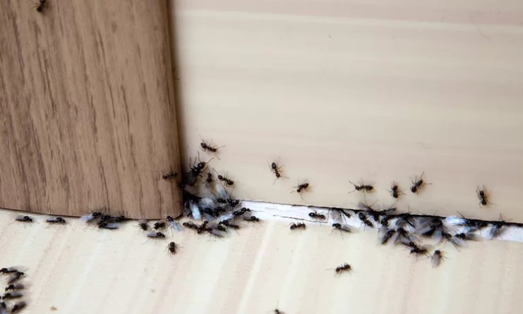 Say Goodbye to Pests With This Easy Natural Home Trick