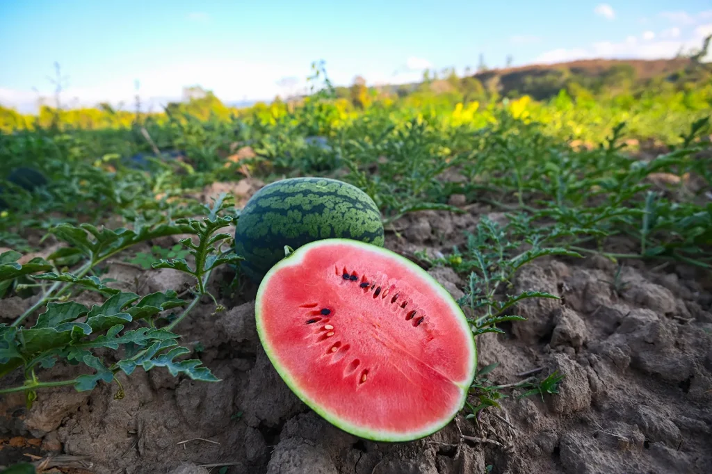 What Happens to Your Body When You Eat Watermelon Every Day