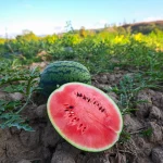 What Happens to Your Body When You Eat Watermelon Every Day