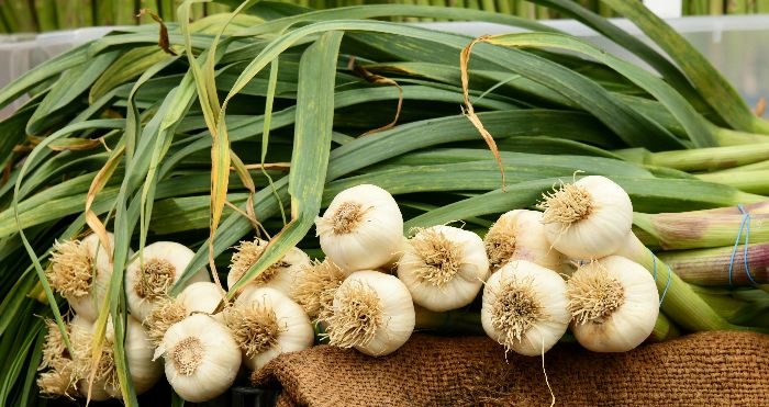 One Clove of Garlic a Day May Help More Than You Think