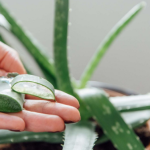 10 Health Benefits of Aloe Vera You Should Know