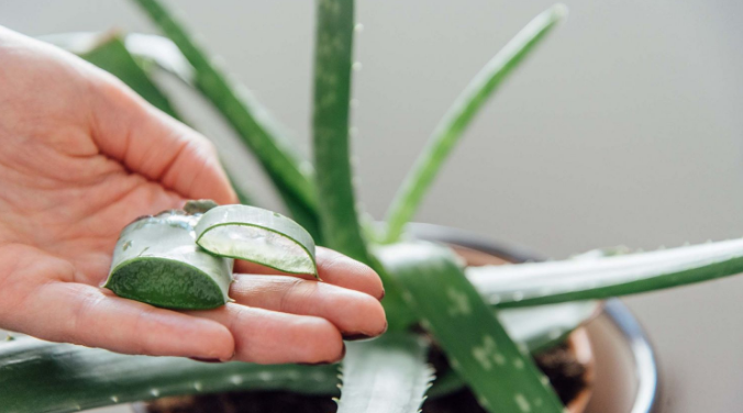 10 Health Benefits of Aloe Vera You Should Know