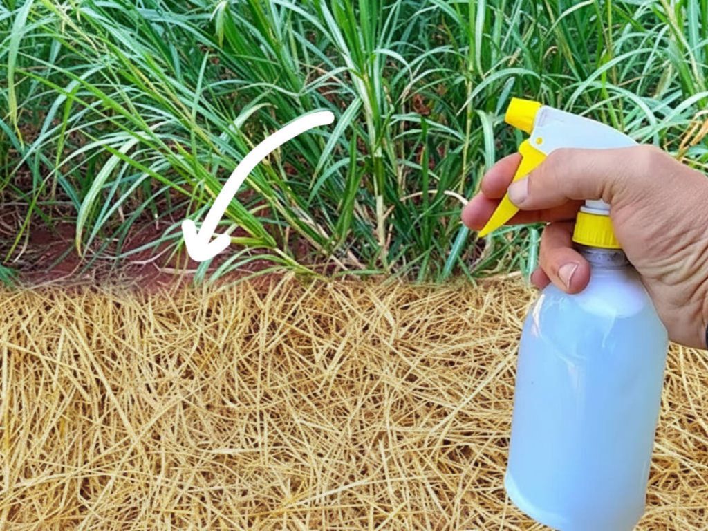 Best Homemade Weed Killer: A Simple Non-Toxic Solution for Unwanted Weeds