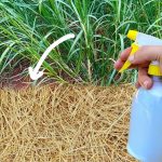 Best Homemade Weed Killer: A Simple Non-Toxic Solution for Unwanted Weeds