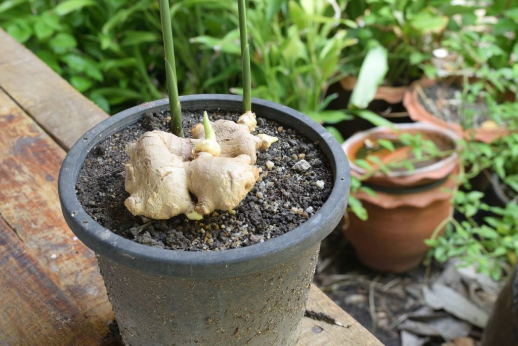 Stop Buying Ginger From the Store: How to Grow a Steady Supply at Home in a Pot