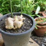 Stop Buying Ginger From the Store: How to Grow a Steady Supply at Home in a Pot