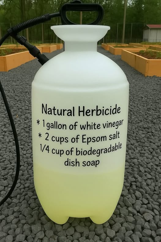 Nana’s DIY Weed Killer Recipe Gardeners Still Swear By