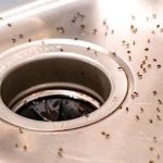 7 Natural Ways to Get Rid of Midges in the Kitchen