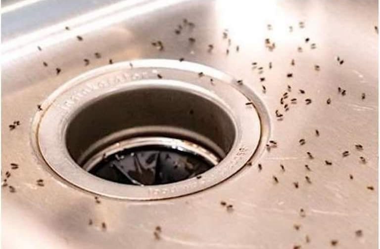 7 Natural Ways to Get Rid of Midges in the Kitchen