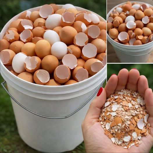 Stop Throwing Eggshells Away: Boil Them and Discover Their Surprising Uses