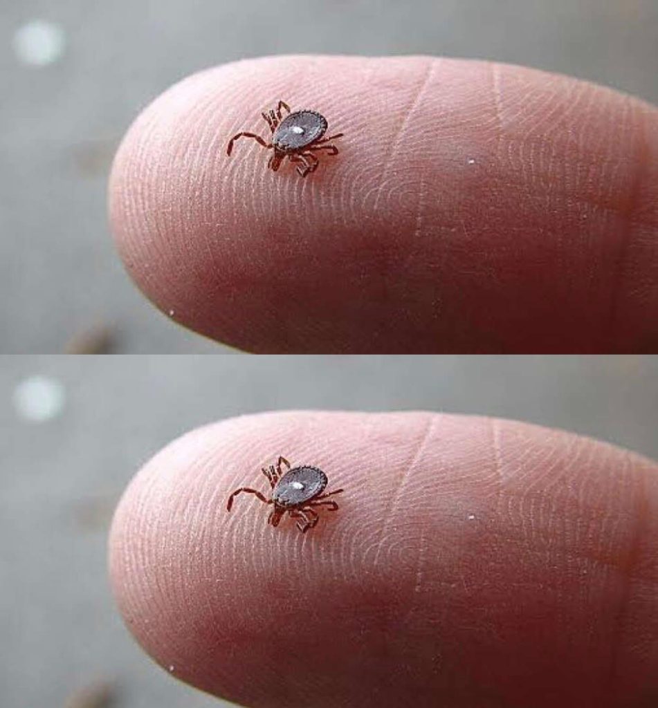 What to Do If You Spot a Lone Star Tick