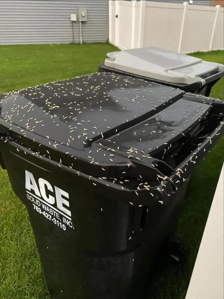How to Stop Maggots from Taking Over Your Trash Bin