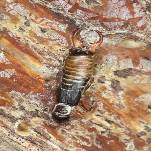 How to Get Rid of Earwigs in Your Home and Yard