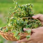 What Happens to Your Body If You Eat This Well-Known Plant Every Day? 11 Benefits You Should Know