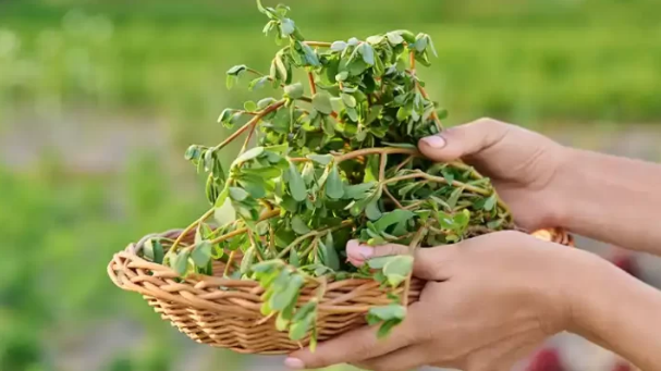 What Happens to Your Body If You Eat This Well-Known Plant Every Day? 11 Benefits You Should Know