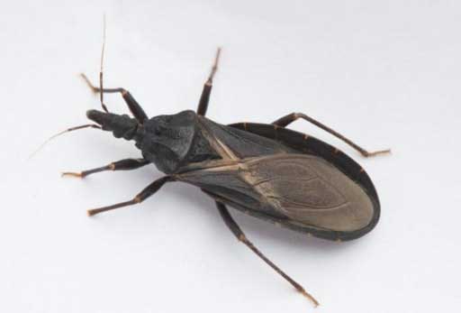 What You Should Do If You’re Bitten by an Assassin Bug