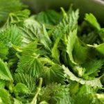 Nettle: 12 Benefits, From Supporting Blood Cleansing to Helping Relieve Arthritis Discomfort