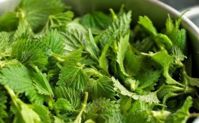 Nettle: 12 Benefits, From Supporting Blood Cleansing to Helping Relieve Arthritis Discomfort