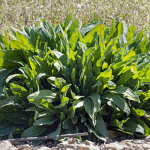 A Common Roadside Plant With Surprising Benefits You May Not Know