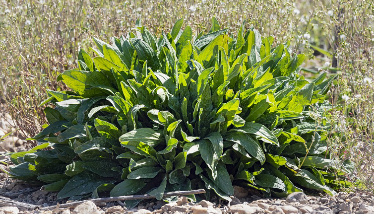 A Common Roadside Plant With Surprising Benefits You May Not Know