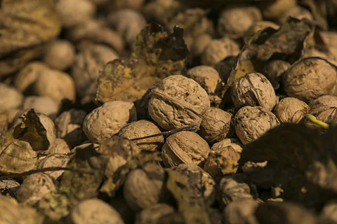 Walnuts: Health Benefits, How Many to Eat, and Why They Deserve a Place in Your Diet