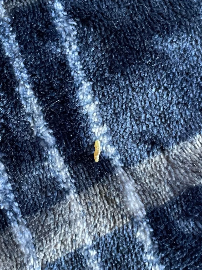 What Type of Worm Is This, and How Did It Get Here?