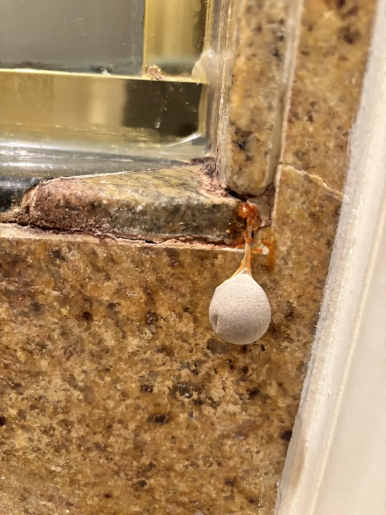 This Strange Pod Suddenly Appeared in My Shower Room — Here’s What It Likely Is