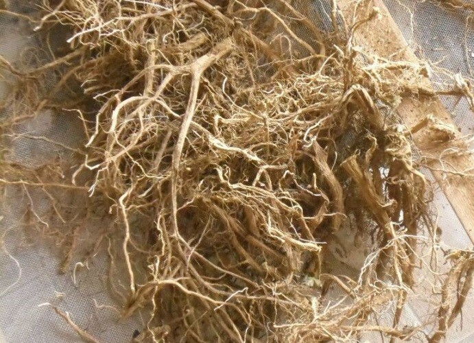 Mullein Root: Traditional Uses, Possible Benefits, and How It Is Prepared