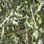 Olive Leaves: A Gentle Natural Ingredient for Everyday Wellness
