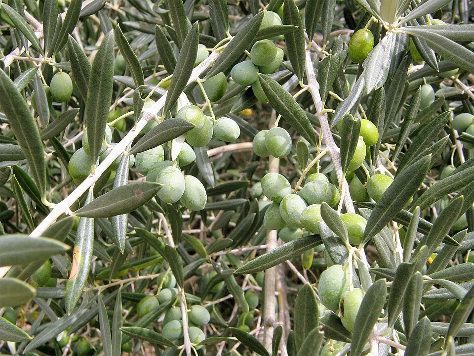 Olive Leaves: A Gentle Natural Ingredient for Everyday Wellness