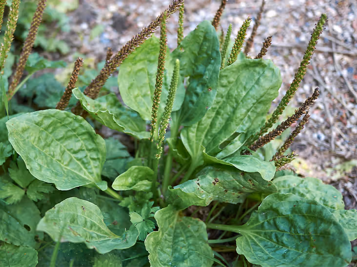 Broadleaf Plantain: Traditional Uses, Benefits, and Simple Ways to Use This Common Herb
